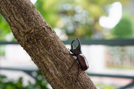 Japan horn beetle or kabuto is favorite pet for japanese child in summer Osaka Japan.の写真素材