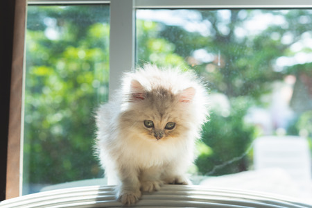Cute persian kitten walk and looking on wooden sofa in home.の写真素材