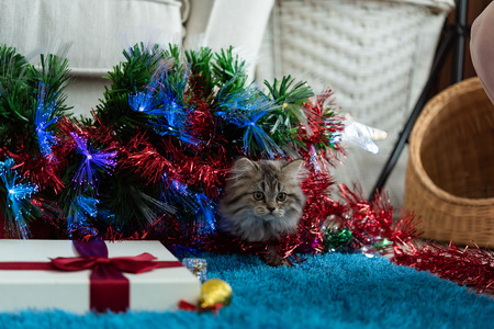 Close up of cute kitten play and looking for the gift in christmas.の写真素材