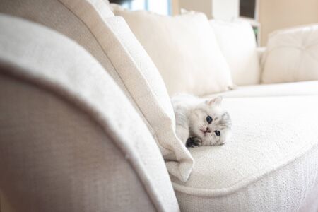 Close up of cute kitten walk and playing on the sofa in home.の写真素材