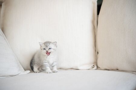 Cute happy american shorthair kitten walk and playing on sofa in home.の写真素材