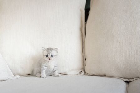 Cute happy american shorthair kitten walk and playing on sofa in home.の写真素材