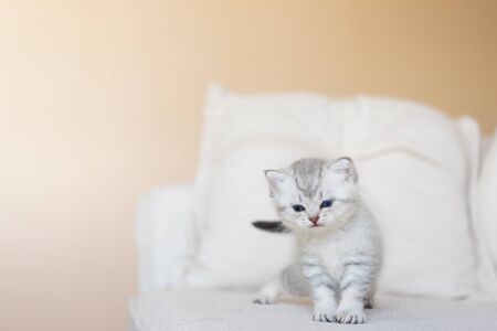 Cute happy american shorthair kitten walk and playing on sofa in home.の写真素材
