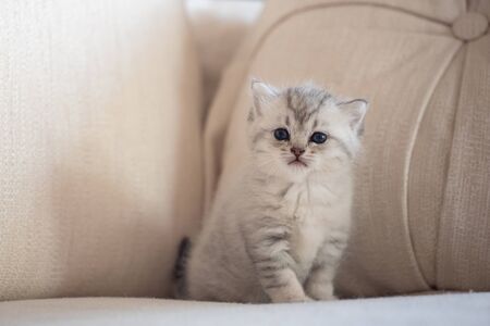 Cute lonely kitten sit and looking for someone on sofa in home.の写真素材