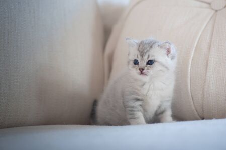 Cute lonely kitten sit and looking for someone on sofa in home.の写真素材