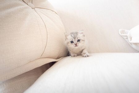 Close up of cute kitten walk and playing on the sofa in home.の写真素材