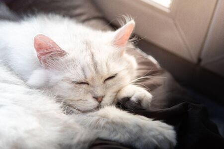 Beautiful lazy cat lying and sleep on sofa in the morningの写真素材