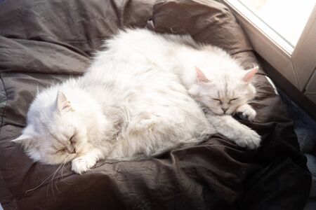 Beautiful lazy cat lying and sleep on sofa in the morningの写真素材