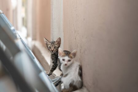Close up of homeless kitten looking for something to eat.の写真素材