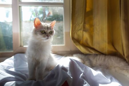 Close up of  lonely cat sitting in home.の写真素材