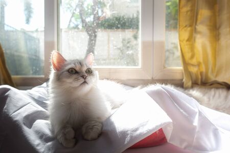 Close up of  lonely cat sitting in home.の写真素材