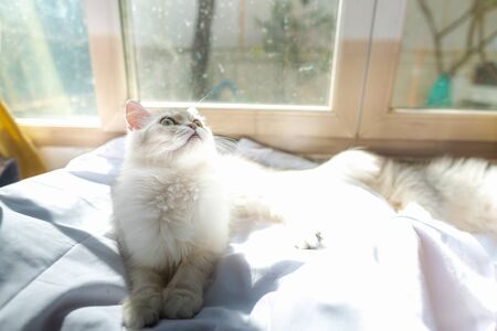 Close up of  lonely cat sitting in home.の写真素材