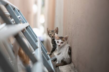 Close up of homeless kitten looking for something to eat.の写真素材