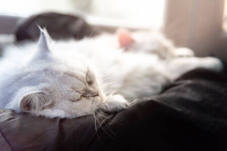 Beautiful lazy cat lying and sleep on sofa in the morningの写真素材