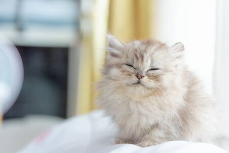 Close up of dirty kitten on the pillow.の写真素材