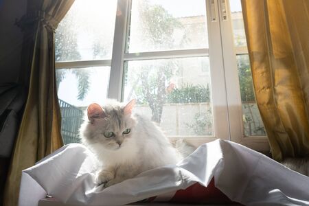 Close up of  lonely cat sitting in home.の写真素材