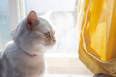 Close up of  lonely cat sitting in home.の写真素材