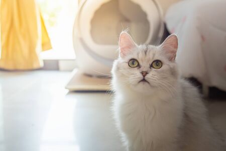 Close up of  lonely cat sitting in home.の写真素材