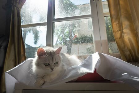 Close up of  lonely cat sitting in home.の写真素材