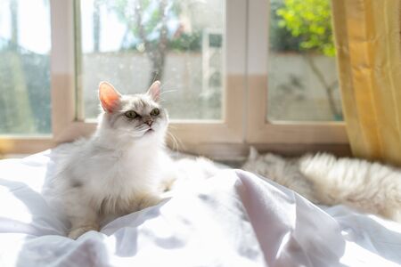 Close up of  lonely cat sitting in home.の写真素材