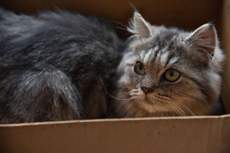 Close up of happy chinchilla persian looking in house.の写真素材