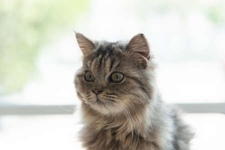 Close up of happy chinchilla persian looking in house.の写真素材