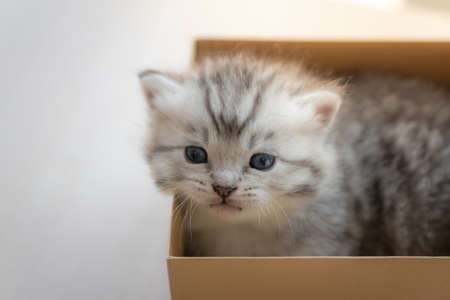 Close up of cute kitten sitting in gift box and wait for someone in home.の写真素材
