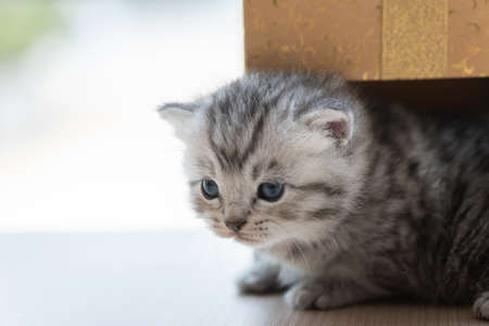 Close up of cute kitten sitting in gift box and wait for someone in home.の写真素材