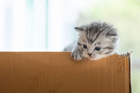 Close up of little poor kitten in paper box waiting for someone .の写真素材