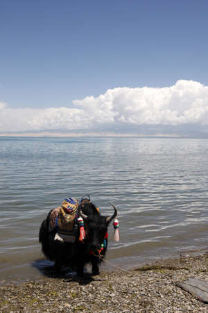Beautiful china qinghai huの写真素材