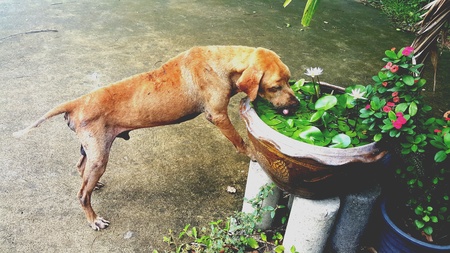 The dog drinking water in the flower patleteの素材