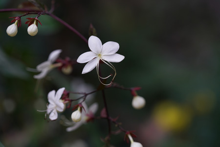 Clerodendrum Smithianum or Chains of Glory flower on the blurry backgroundの写真素材