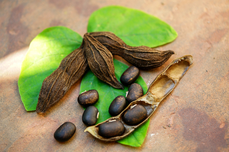 The seeds of Velvet bean or Mucuna pruriens have been used for traditional medicineの写真素材