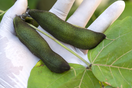 The seeds of Velvet bean or Mucuna pruriens have been used for traditional medicineの写真素材