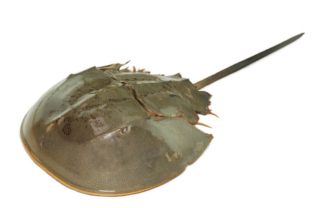 hourseshoe crab isolated on the white background