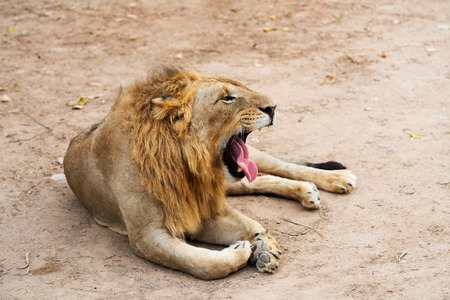 Big Lion lying on the groundの写真素材