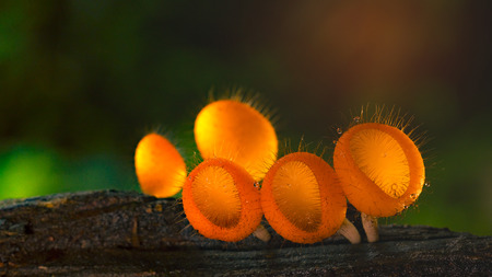 Fungi cup red Mushroom Champagne Cup, Can found in the rainy season forest of Thailand, selective focusedの写真素材