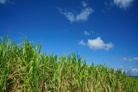 Sugar cane farm with blue sky at the backgroundの写真素材