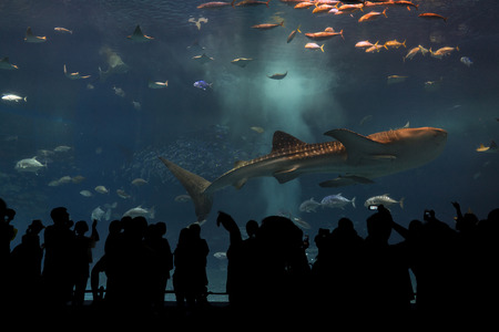 Okinawa, Japan - October 22, 2016: Silhouettes of people to see giant whale shark underwater in...