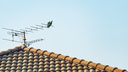 Couple of birds perched on the antenna over the roof in the morning sky.