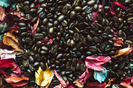 Close up of Coffee seed blended with color leaf.の写真素材