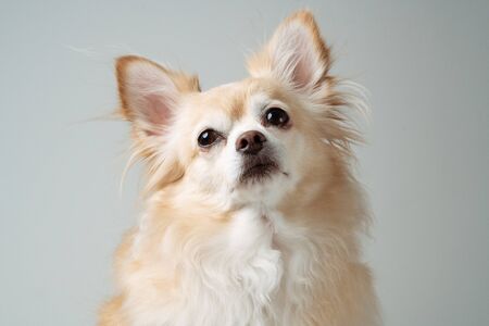 close up of white brown fur chihuahua 7 years old looking up with grey background and copy space at the left.の写真素材