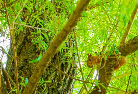Red squirrel on the wide old willow in the central park in front of the trees lush green branches at summer worm day. Close up. Side wirw. The gaze of a squirrel. Curious squirrel. Animals in the park.の写真素材