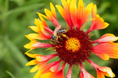 A bee with pollen on its paws sits on an Indian blanket flower collecting nectar. Honey plant. Bakeh.の写真素材