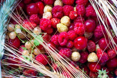 Bright photo of ripe summer berries of white and red strawberries, raspberries, felt cherries and currantsの写真素材