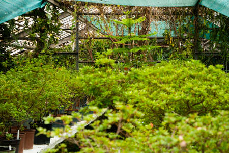 Potted tree plants are hardly in a mysterious, seemingly abandoned greenhouse. By design, a climbing plant is woven.の写真素材