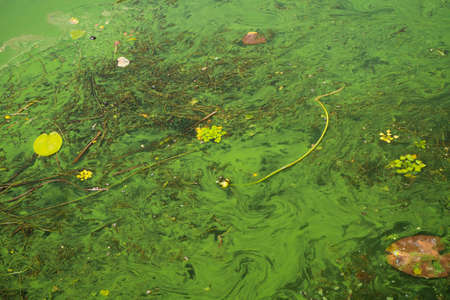 the dirty surface of the reservoir is covered with green stains. The water is blooming. River...