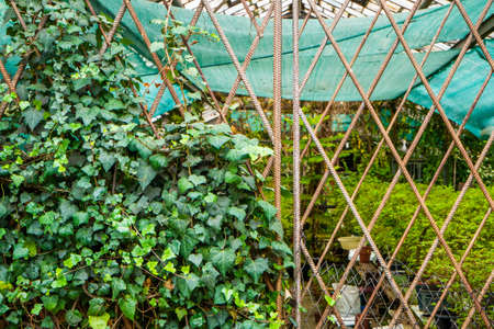 Closed gates into a dilapidated greenhouse began to weave ivyの写真素材