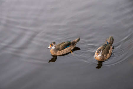 a pair of ducks with a bright color to stay on the surface of the reservoir. Close view, front view