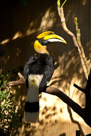 Rhino Toucan
